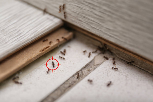 Best Pest Removal Services  in North York, PA